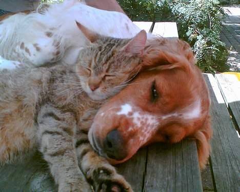 Blanding af racer Rosa <3 - Thea og Rosa igen.. billede 5