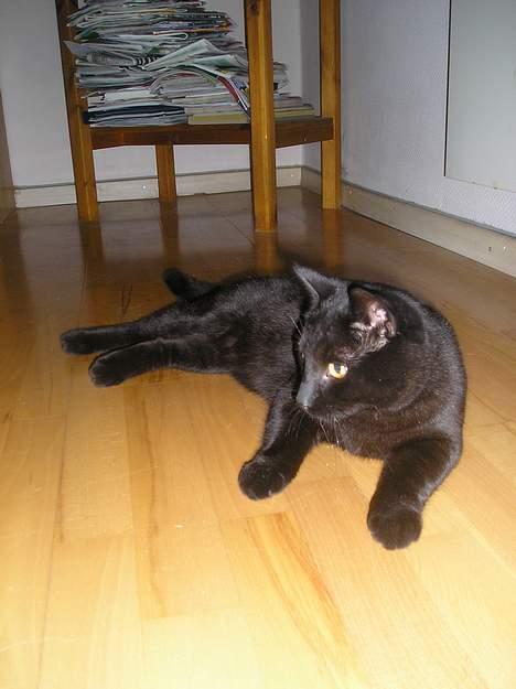 Blanding af racer Lucky (bette missen) - Missen tager en slapper ! billede 3