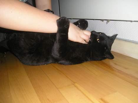 Blanding af racer Lucky (bette missen) - Hah. Har dig Kim ! :D billede 4