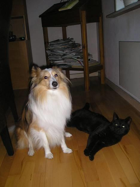 Blanding af racer Lucky (bette missen) - Oliver og Missen :D billede 5