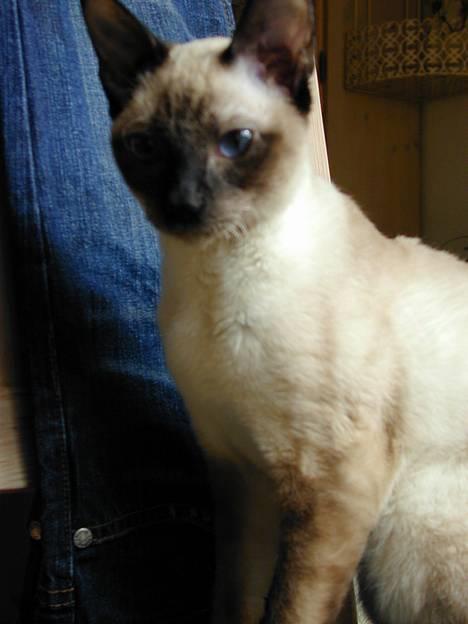 Blanding af racer Rexhåret Siameser-Bella billede 1