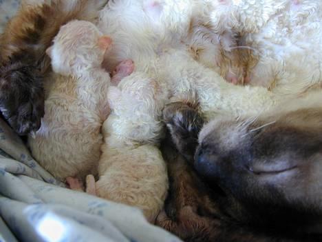 Blanding af racer Rexhåret Siameser-Bella - det er mig til højre,2 timer gammel billede 2