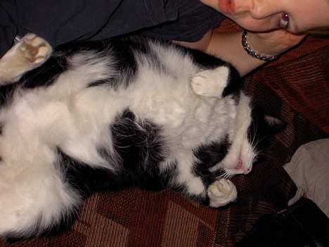 Blanding af racer Sigurd <3 - hej mor!  billede 6