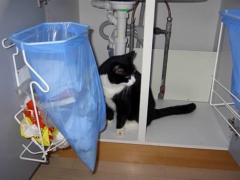 Blanding af racer Sigurd <3 - Bisse ;D billede 7