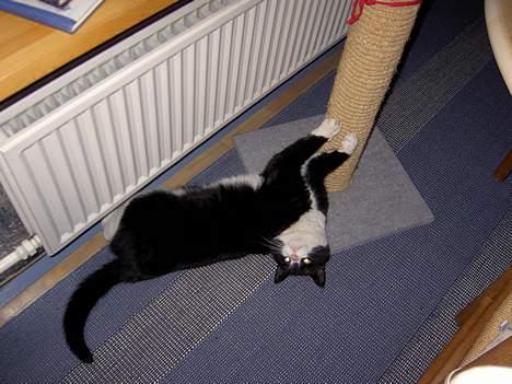 Blanding af racer Sigurd <3 - Wraah !  billede 9