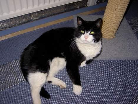 Blanding af racer Sigurd <3 - Hold kæft hvor er jeg lækker!  billede 10