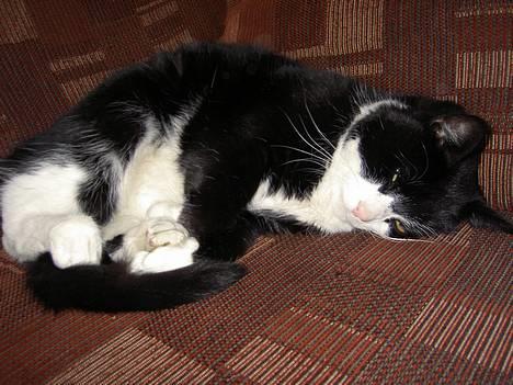 Blanding af racer Sigurd <3 - Charme, selvtillid og lækkert hår..  billede 11