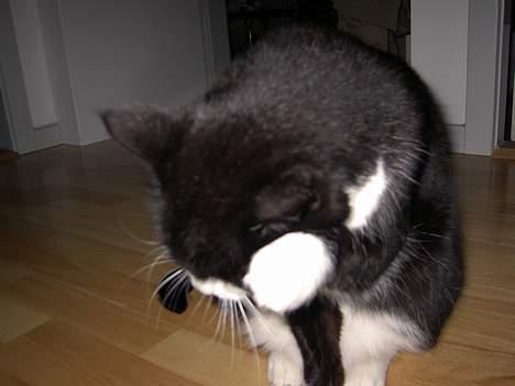 Blanding af racer Sigurd <3 - Man gør sig lige lidt lækker..  billede 12