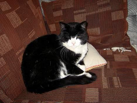 Blanding af racer Sigurd <3 - sigurds ynglingsplads..  billede 13