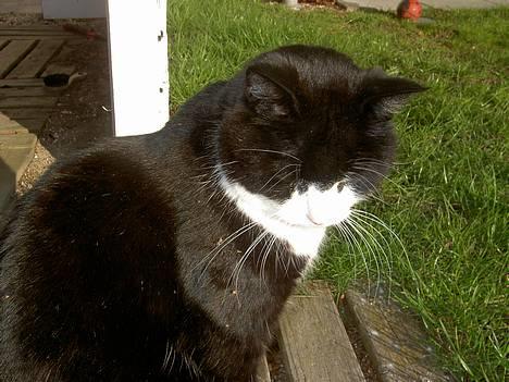 Blanding af racer Sigurd <3 - mis mis billede 14