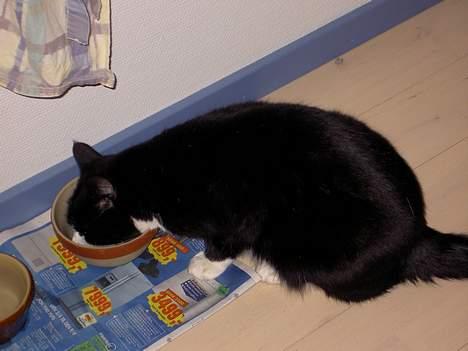 Blanding af racer Sigurd <3 - MAAAAAAAAAAAAAD!!!!!! <3 billede 15