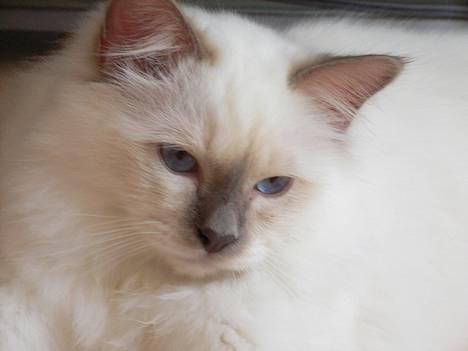 Hellig Birma Hannibal - solgt - Er han ikke bare køn? :) (20-05-06) billede 12