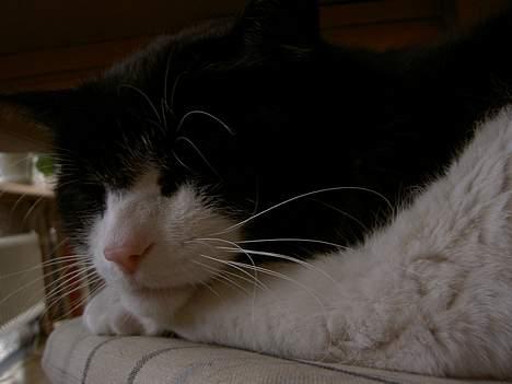 Blanding af racer Sigurd <3 - Det er kraftedme hårdt a være kat!! billede 16