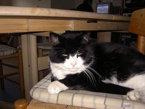 Blanding af racer Sigurd <3 - Charme, selvtillid og lækkert hår..  billede 17