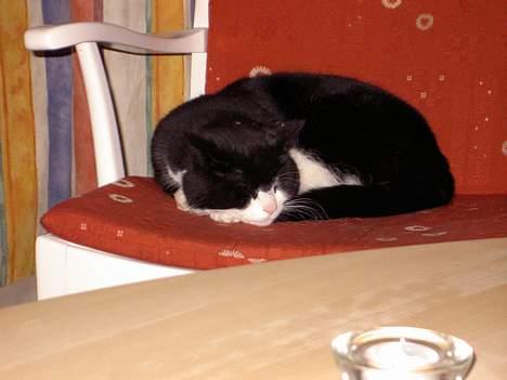 Blanding af racer Sigurd <3 - Sove sove..  billede 18