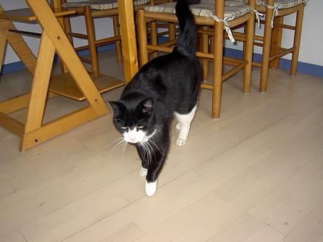 Blanding af racer Sigurd <3 - Sigurd <3  billede 19