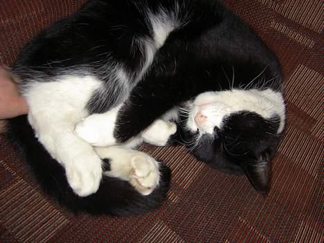 Blanding af racer Sigurd <3 - aah livet er skønt!  billede 20