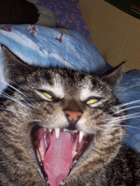 Huskat Fine - *Gaaaaaaab* Nu er jeg vist blevet træt.. Godnat billede 20