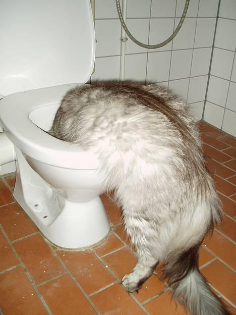 Maine Coon DK Wildenrath's Aske RIP - Puha, det var en hår nat i byen igår. billede 18