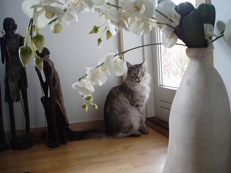 Maine Coon DK Wildenrath's Aske RIP billede 19
