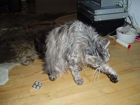 Maine Coon DK Wildenrath's Aske RIP billede 20