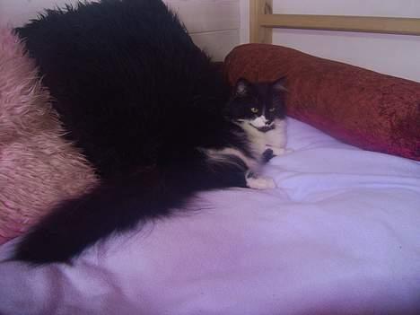 Norsk Skovkat Pussi billede 14