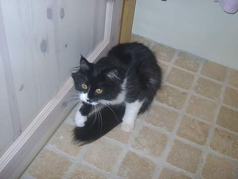 Norsk Skovkat Pussi billede 15