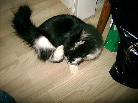 Norsk Skovkat Pussi billede 16