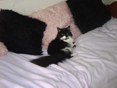 Norsk Skovkat Pussi billede 17