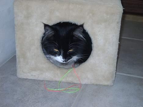 Norsk Skovkat Pussi billede 18