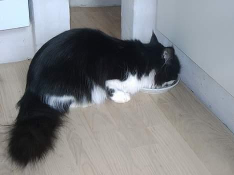 Norsk Skovkat Pussi billede 19