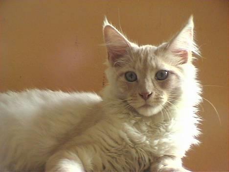 Maine Coon Bossen - det cam er i vilde med hva`? :-) billede 16