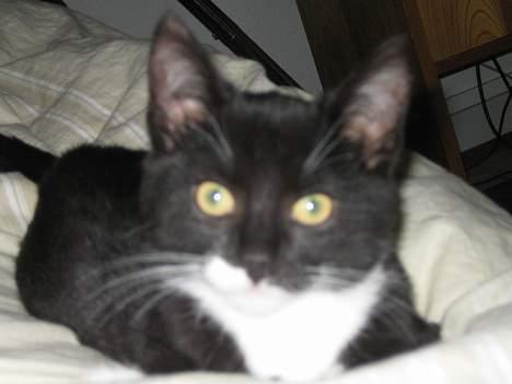 Huskat cosmo - HEJ FARMAND billede 2