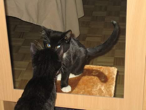 Huskat cosmo - HOV HVEM ER HAN DEN LÆKRE??? billede 3