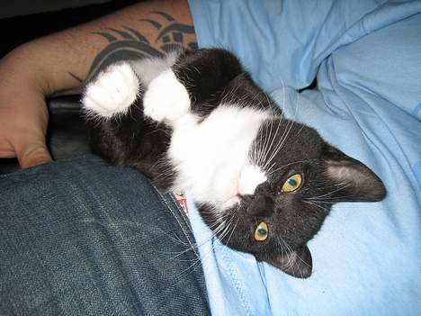 Huskat cosmo - LIGGER LIGE OP PUTTER MED FARMAND billede 4