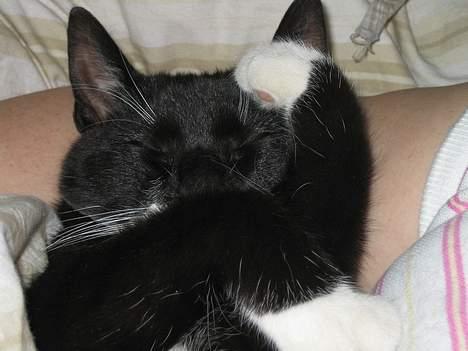 Huskat cosmo - JAMEN JEG ER BARE SÅ TRÆT... billede 5