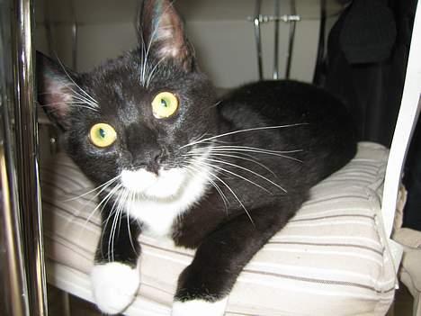 Huskat cosmo - UPS SÅ FANDT I MIG... billede 6