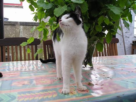 Blanding af racer Sortsnude<3 - Mig Sortsnude!! billede 6