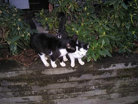 Blanding af racer Sortsnude<3 - De to søde! billede 7