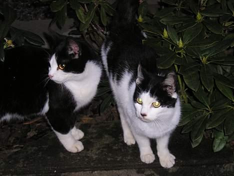 Blanding af racer Sortsnude<3 - Hvad laver du derover?? billede 8