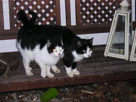 Blanding af racer Sortsnude<3 - Min kæreste og mig fletter haler! billede 9