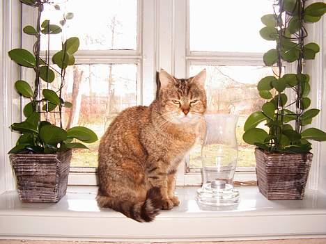 Blanding af racer Rosa <3 billede 6