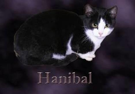 Blanding af racer Sortsnude<3 - Her er Sortsnudes Kæreste Hanibal!! billede 10