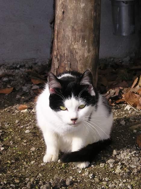 Blanding af racer Sortsnude<3 billede 12