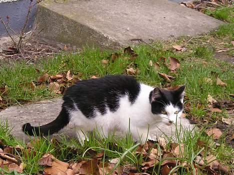 Blanding af racer Sortsnude<3 billede 13