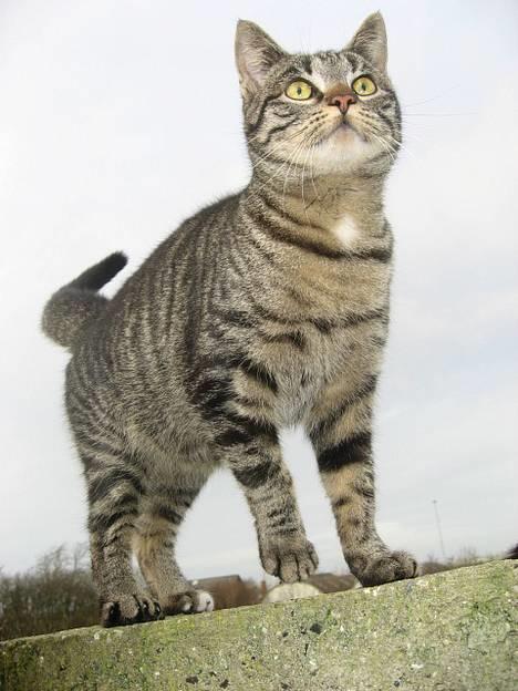 Huskat Hegnsholt's Tulle <3  - ´ # 1:Tulle <3 Velkommen til min profil. Kiq qerne alle billeder iqennem oq qi´ en stemme/kommentar(: billede 1