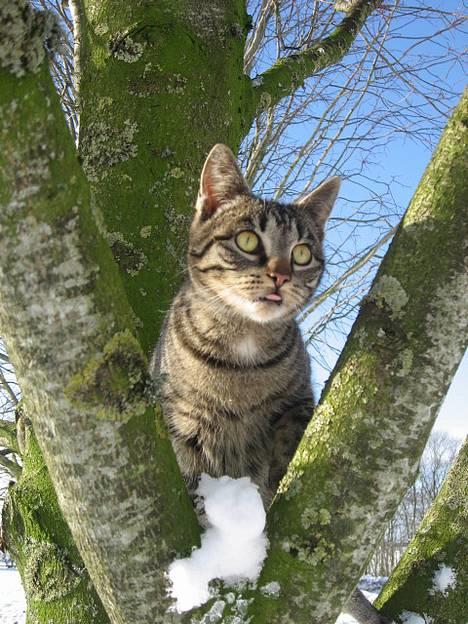 Huskat Hegnsholt's Tulle <3  - ´ # 2: Tulle-mor elsker at klatre i træer ! Her er hun i et af vores mange træer en skøn vinterdag (: billede 2