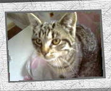 Huskat Hegnsholt's Tulle <3  - ´ # 3: Iiihj , den dejliqe miiis <3 billede 3