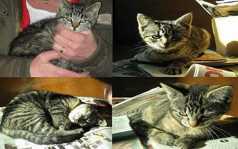 Huskat Hegnsholt's Tulle <3  - ´ # 4: Spinde spinde :D billede 4