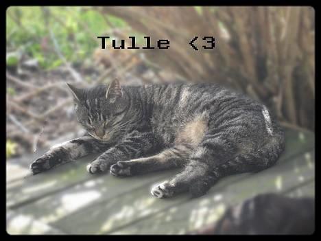 Huskat Hegnsholt's Tulle <3  - ´ 5 #: Smukke trætte Tulle , hun er unik , så dejlig. Ja , helt fantastisk ! :D Elsker hende :o) billede 5